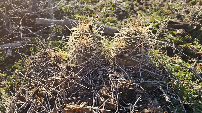 Echinocereus triglochidiatus subsp. triglochidiatus photo 6