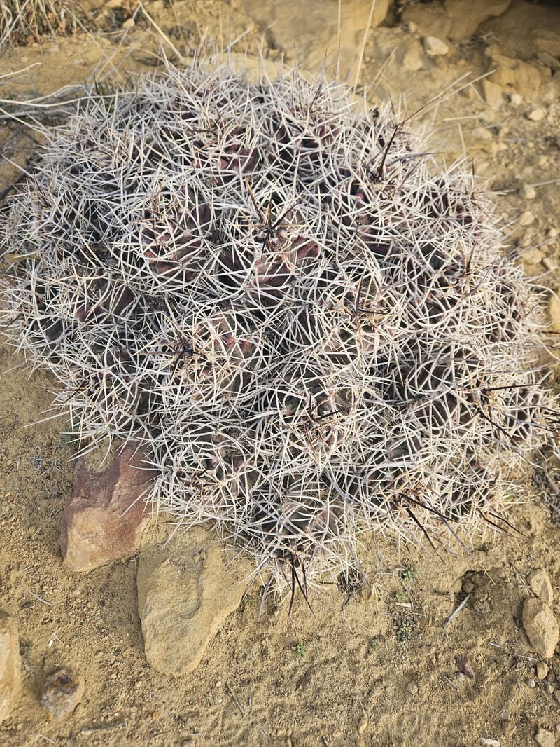 Echinocereus triglochidiatus subsp. triglochidiatus photo 7