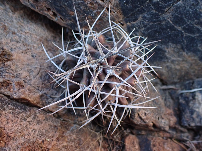 Echinocereus triglochidiatus subsp. triglochidiatus photo 8