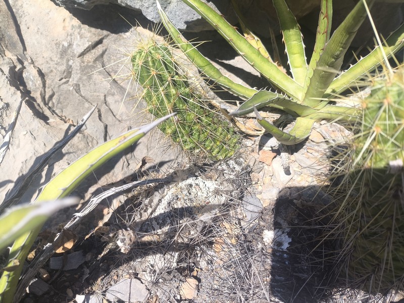 Echinocereus viereckii subsp. viereckii photo 2