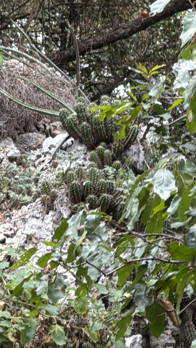 Echinocereus viereckii subsp. viereckii photo 3