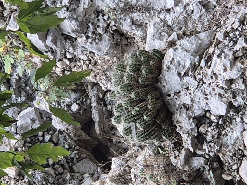 Echinocereus viereckii subsp. viereckii photo 4
