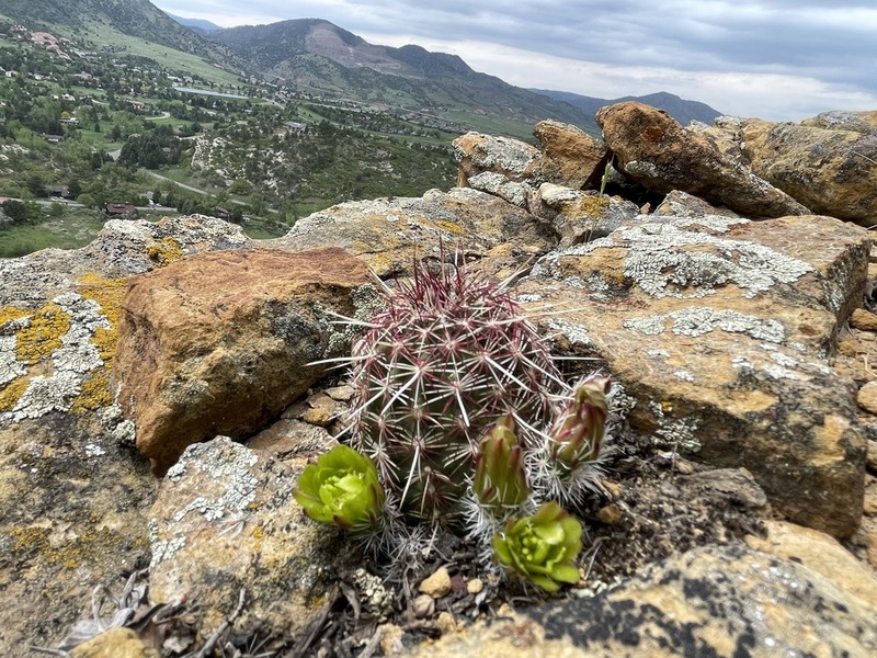 Nylon Hedgehog Cactus