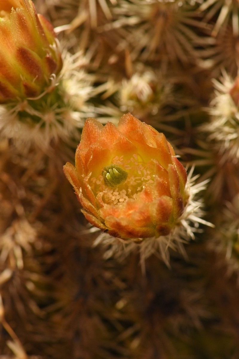 Nylon Hedgehog Cactus photo 2