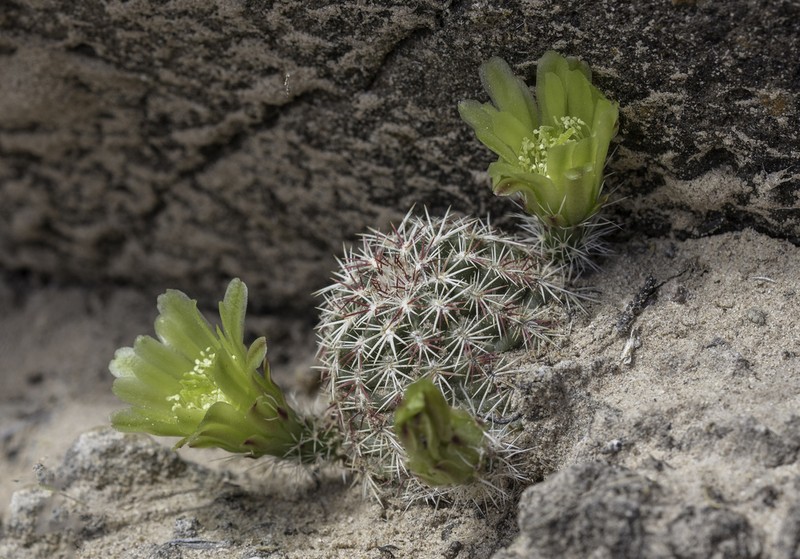 Nylon Hedgehog Cactus photo 3