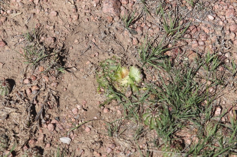 Nylon Hedgehog Cactus photo 4