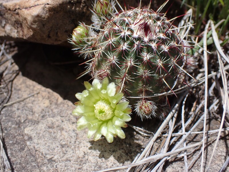 Nylon Hedgehog Cactus photo 5