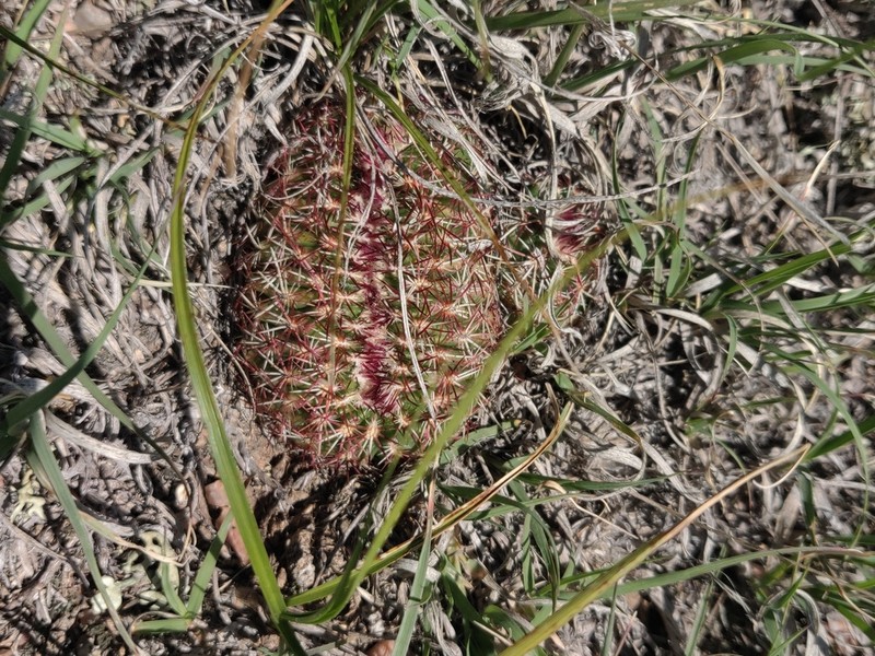 Nylon Hedgehog Cactus photo 6
