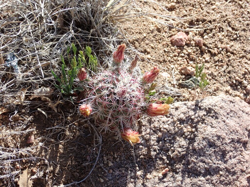 Nylon Hedgehog Cactus photo 7