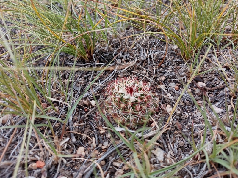 Nylon Hedgehog Cactus photo 8