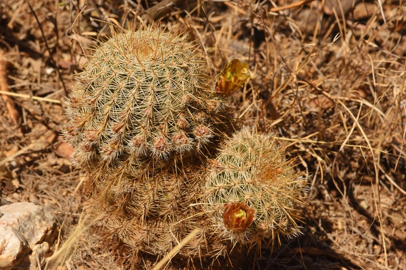 Echinocereus viridiflorus subsp. correllii