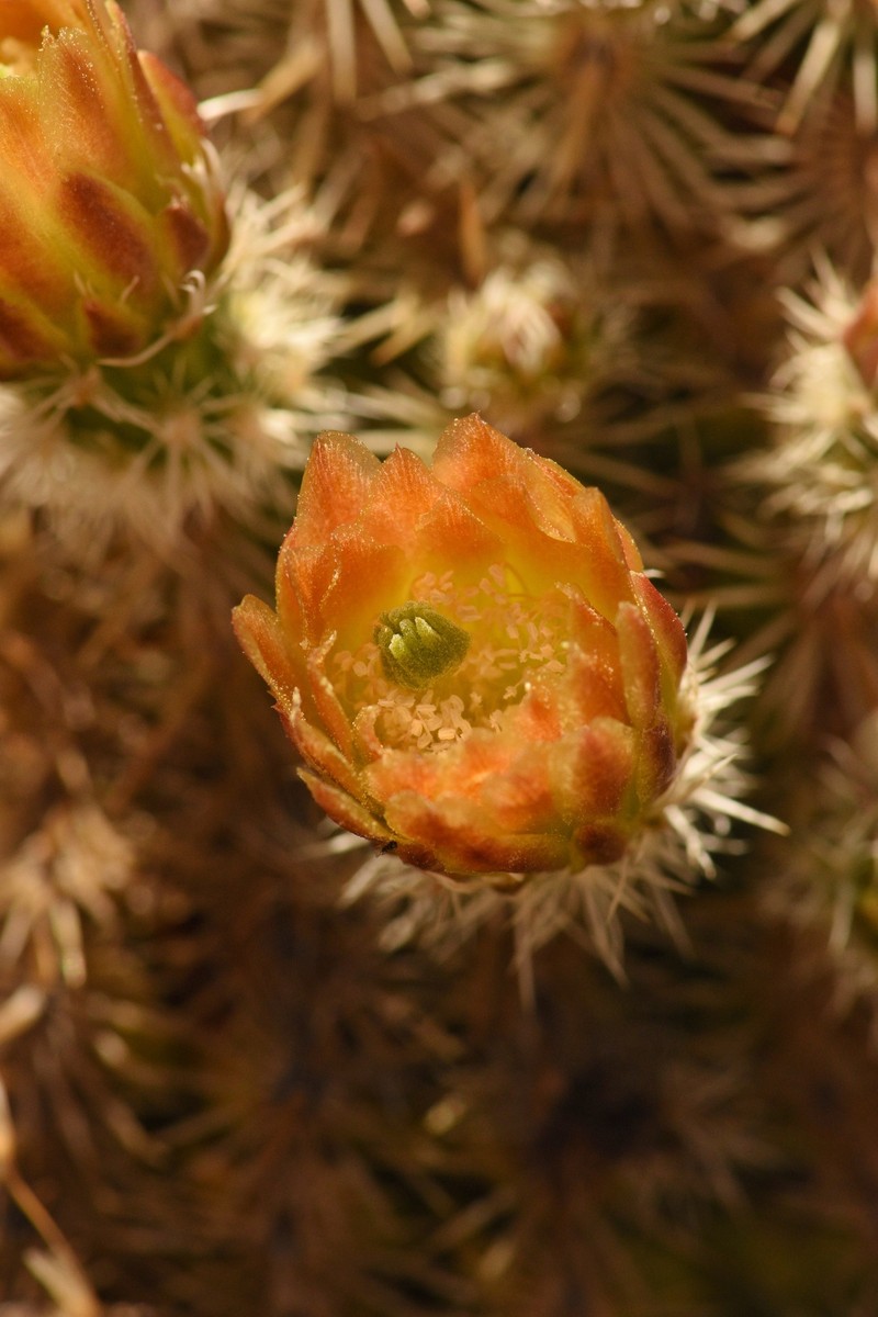 Echinocereus viridiflorus subsp. correllii photo 2