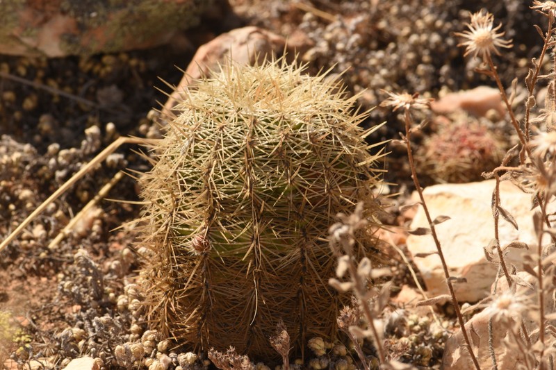 Echinocereus viridiflorus subsp. correllii photo 3