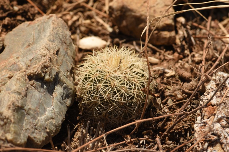 Echinocereus viridiflorus subsp. correllii photo 4