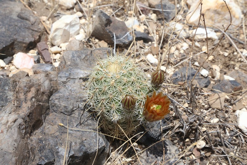 Echinocereus viridiflorus subsp. correllii photo 5