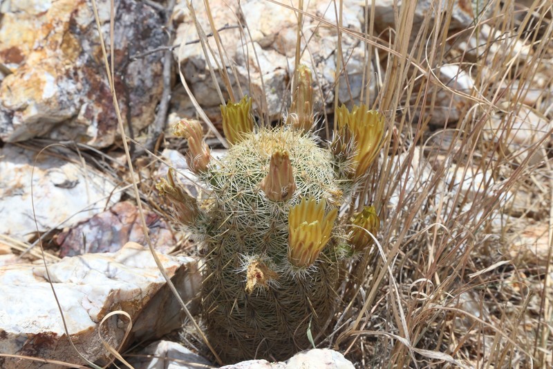 Echinocereus viridiflorus subsp. correllii photo 6