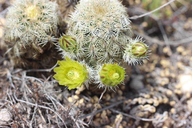 Echinocereus viridiflorus subsp. correllii photo 7