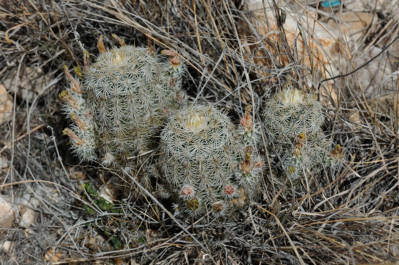 Echinocereus viridiflorus subsp. correllii photo 8