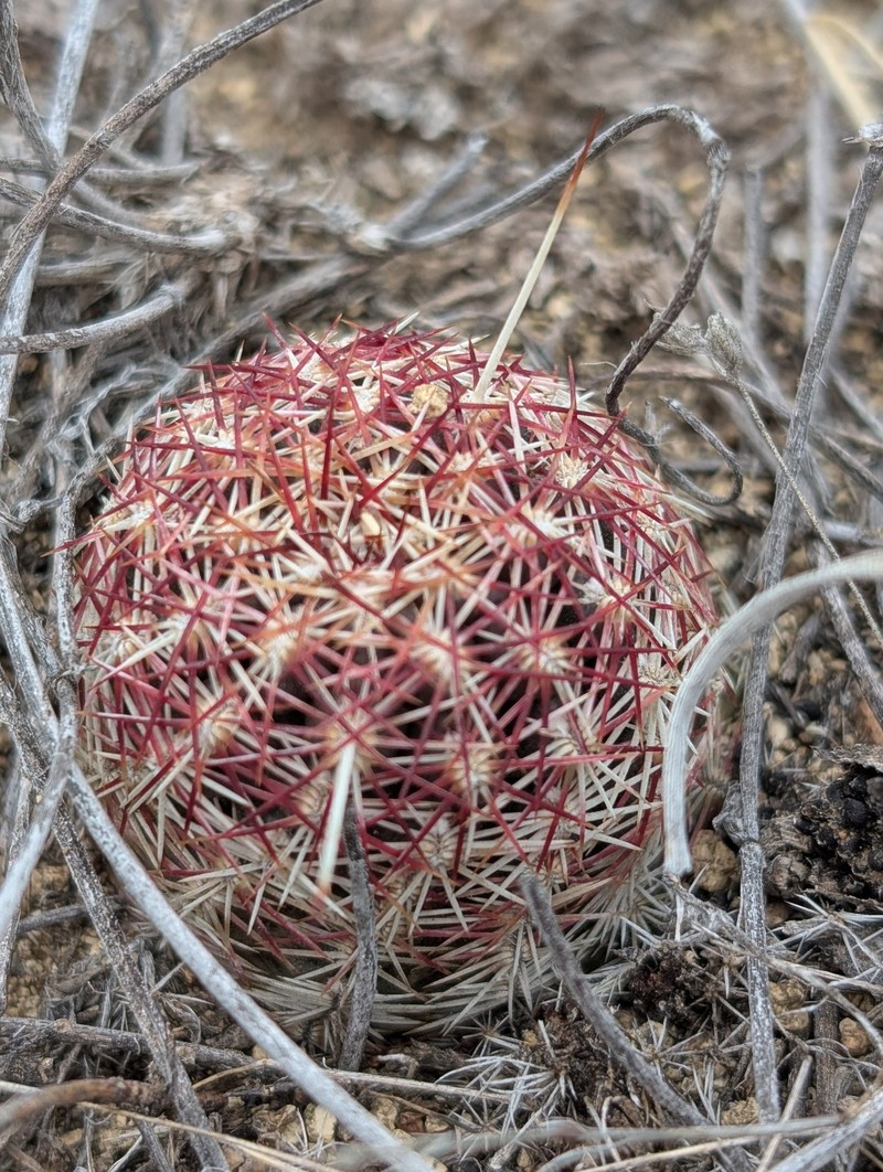 Echinocereus viridiflorus subsp. viridiflorus