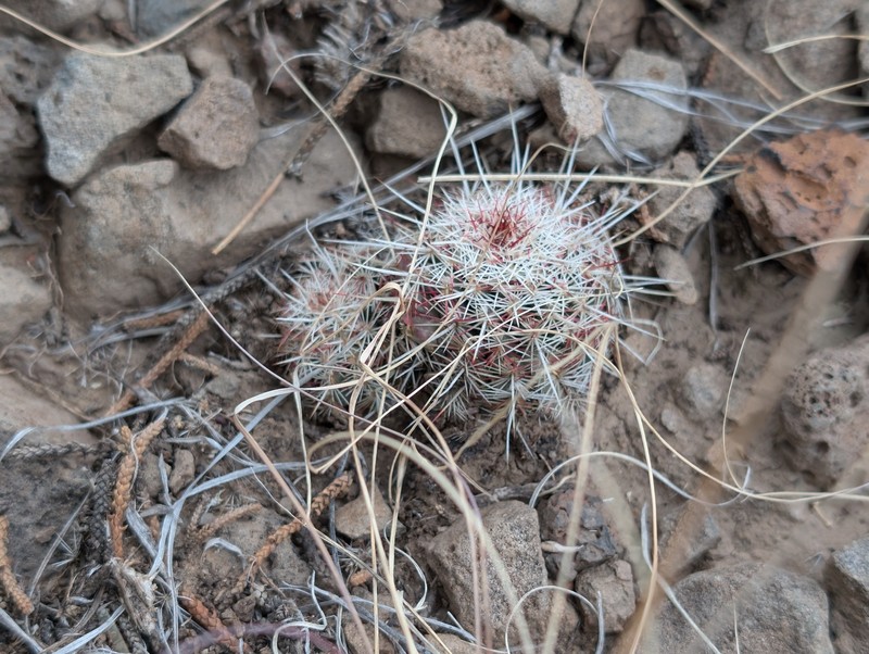 Echinocereus viridiflorus subsp. viridiflorus photo 2