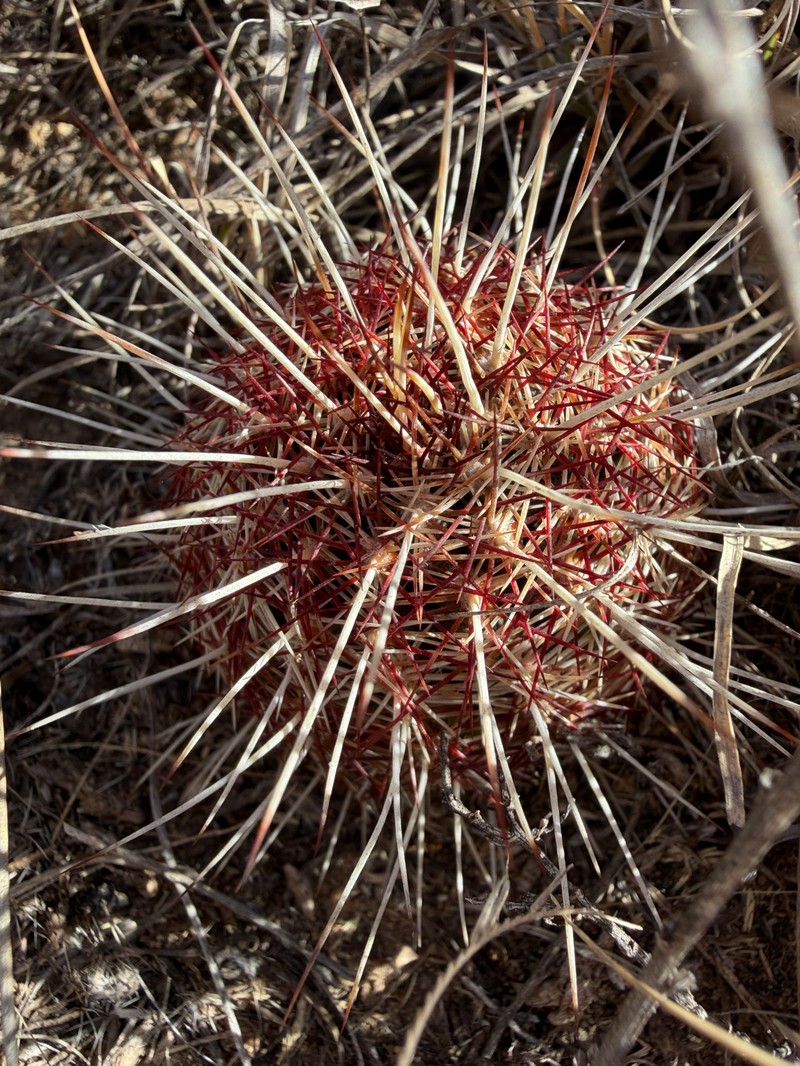 Echinocereus viridiflorus subsp. viridiflorus photo 3