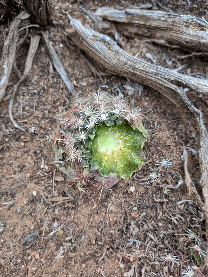 Echinocereus viridiflorus subsp. viridiflorus photo 4