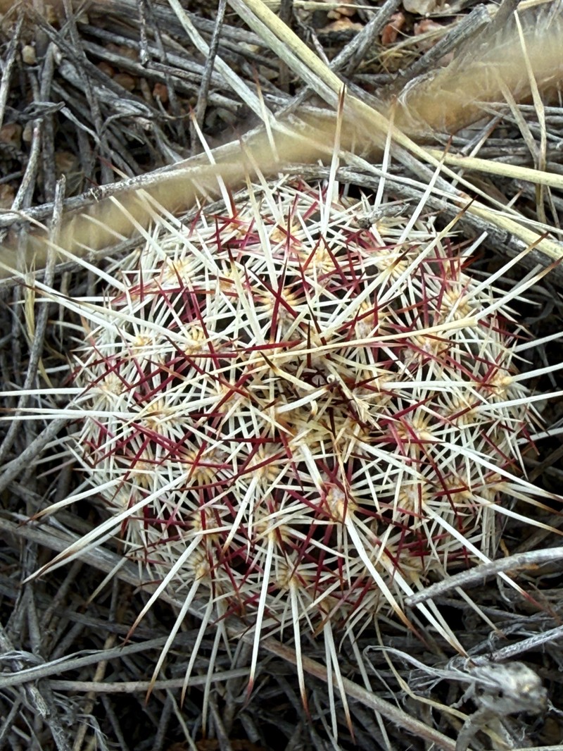 Echinocereus viridiflorus subsp. viridiflorus photo 5