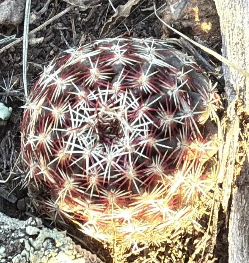 Echinocereus viridiflorus subsp. viridiflorus photo 6