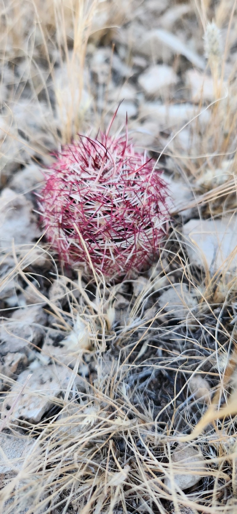 Echinocereus viridiflorus subsp. viridiflorus photo 7