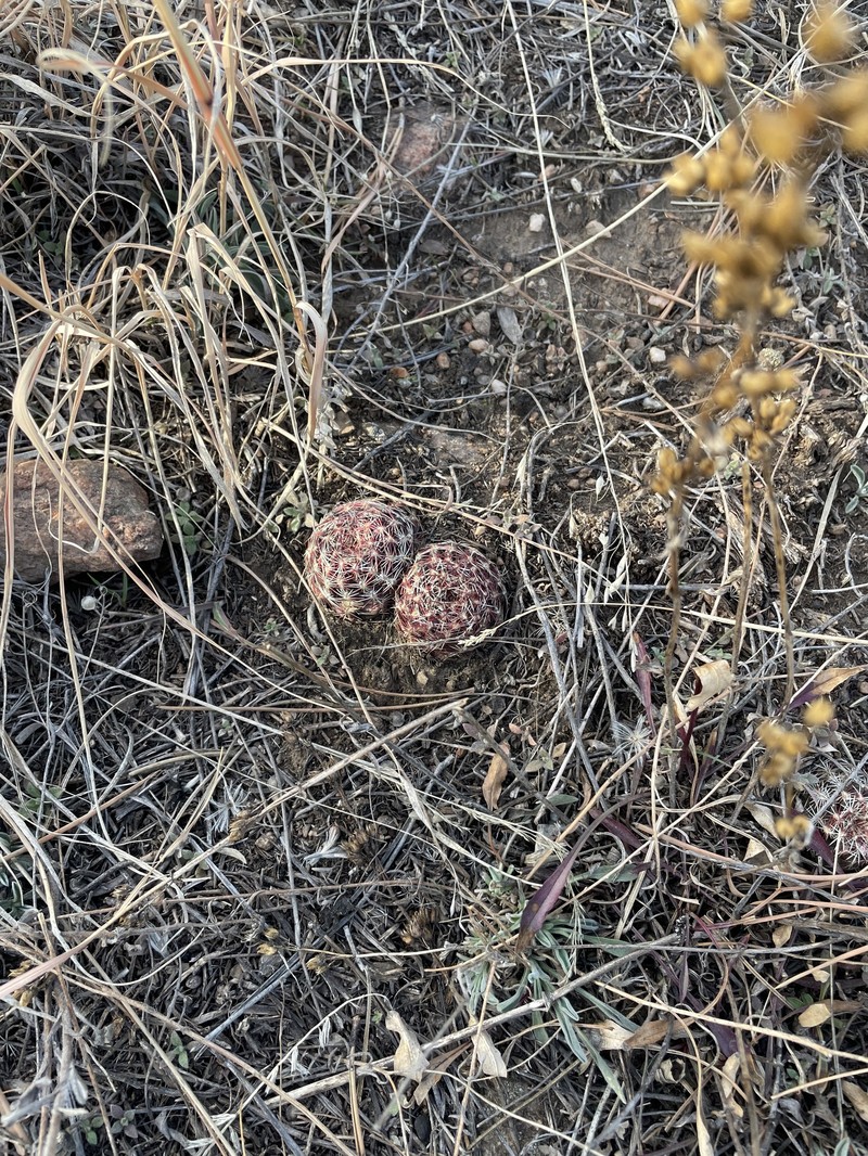 Echinocereus viridiflorus subsp. viridiflorus photo 8