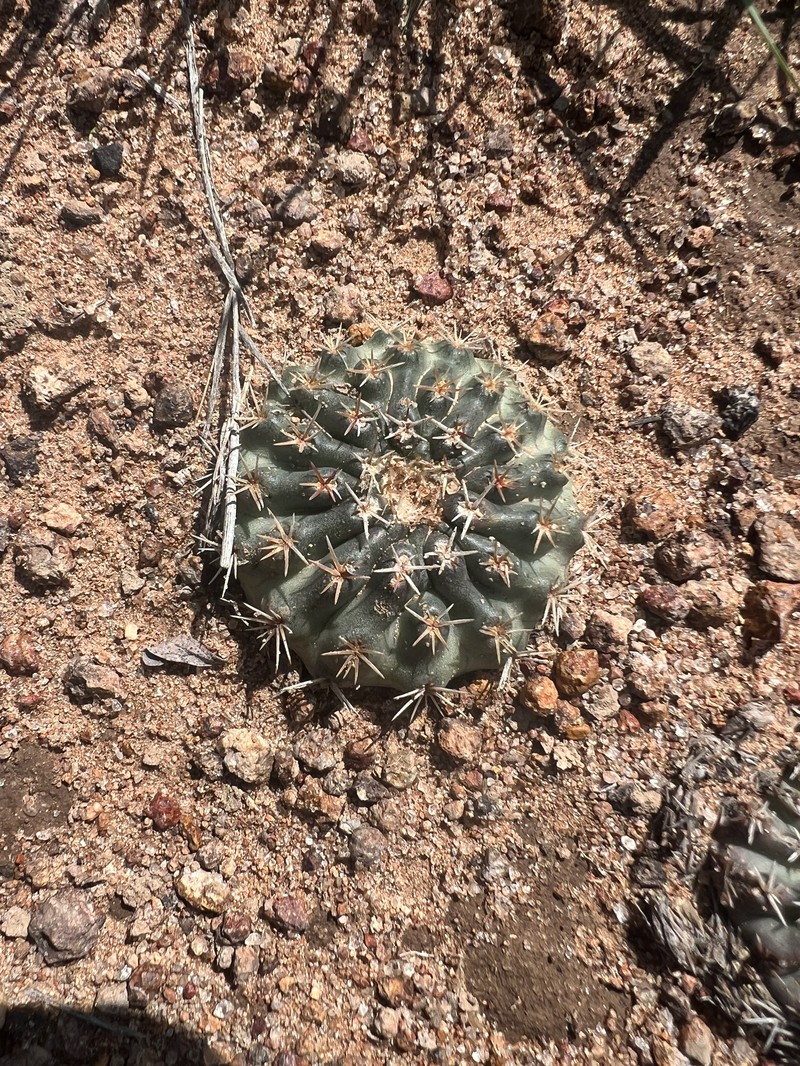 Echinocereus weinbergii subsp. venustus photo 2