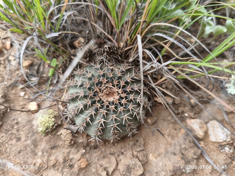 Echinocereus weinbergii subsp. venustus photo 3