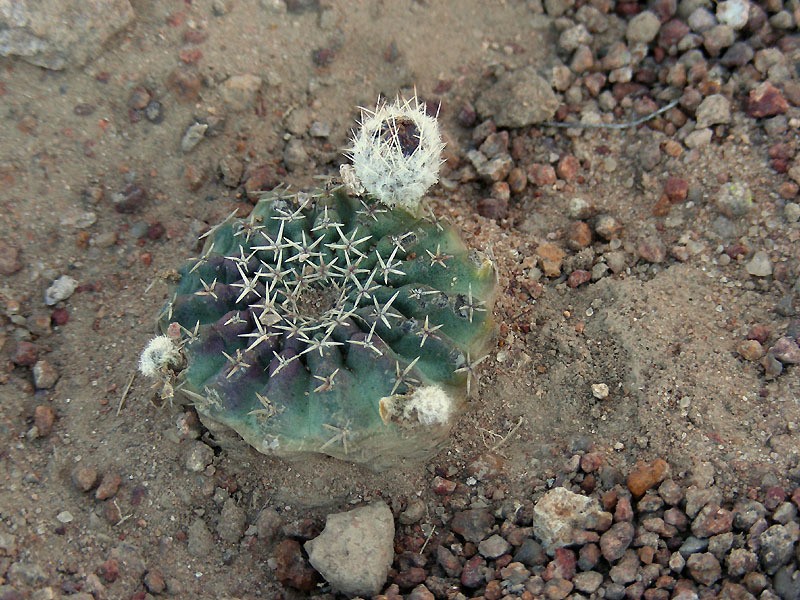 Echinocereus weinbergii subsp. venustus photo 4