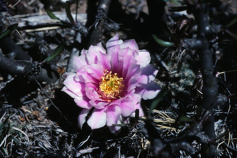 Echinocereus weinbergii subsp. venustus photo 5