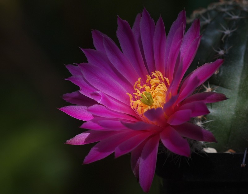 Echinocereus weinbergii subsp. venustus