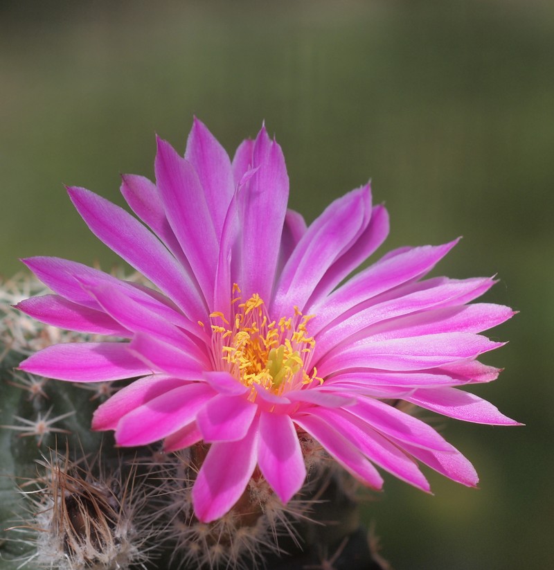 Echinocereus weinbergii subsp. venustus photo 6