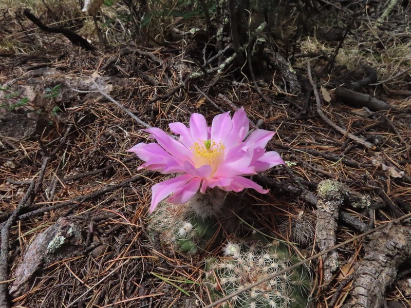 Echinocereus weinbergii subsp. weinbergii