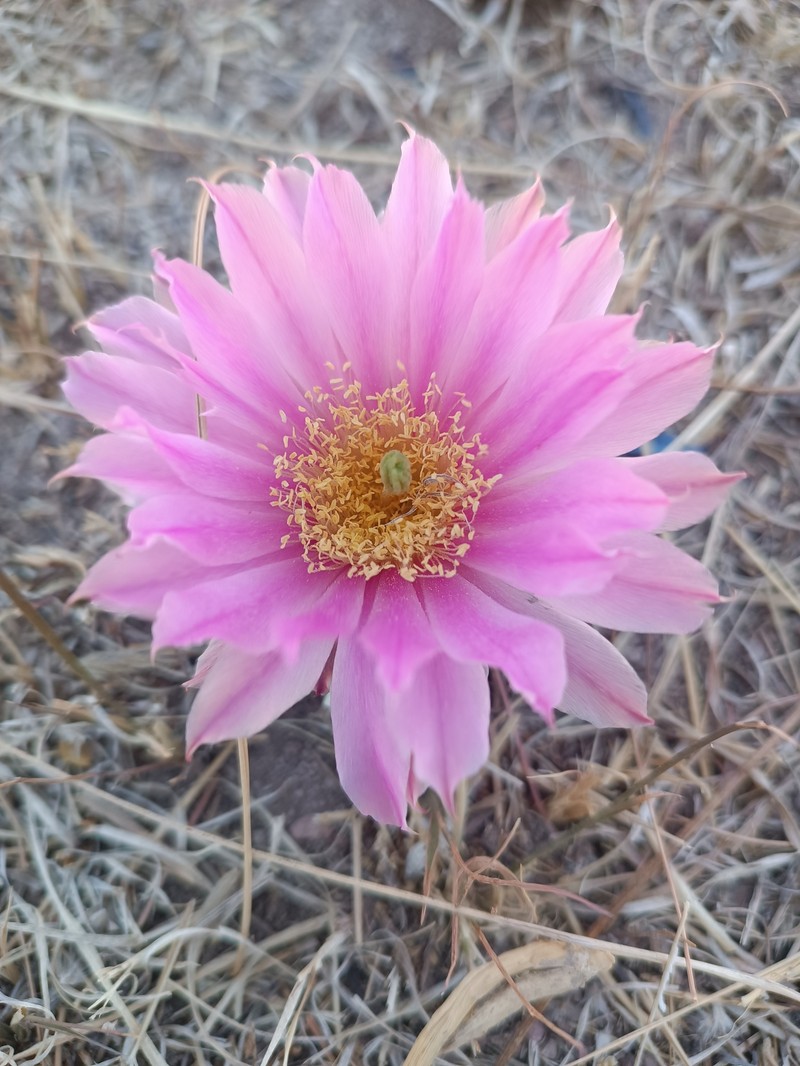 Echinocereus weinbergii subsp. weinbergii photo 2
