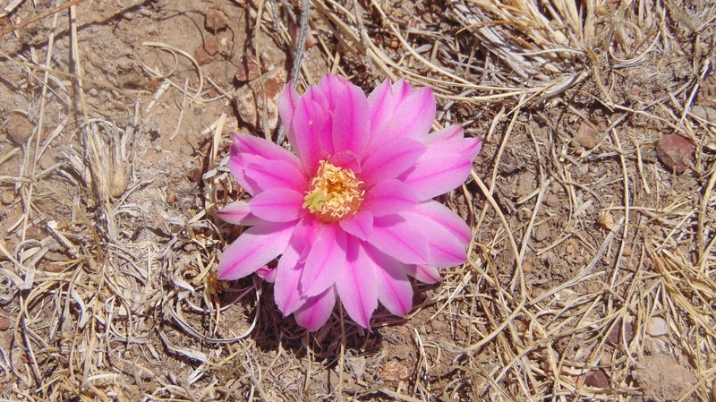 Echinocereus weinbergii subsp. weinbergii photo 3
