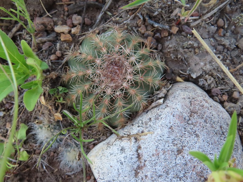 Echinocereus weinbergii subsp. weinbergii photo 4
