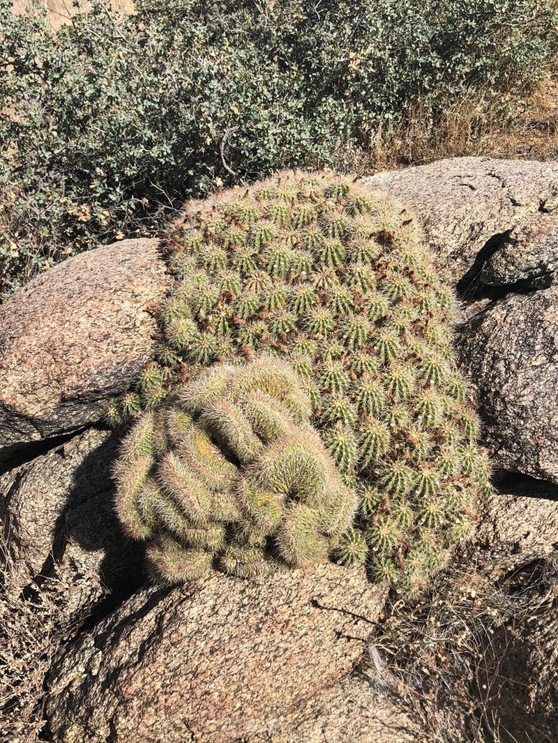Echinocereus yavapaiensis