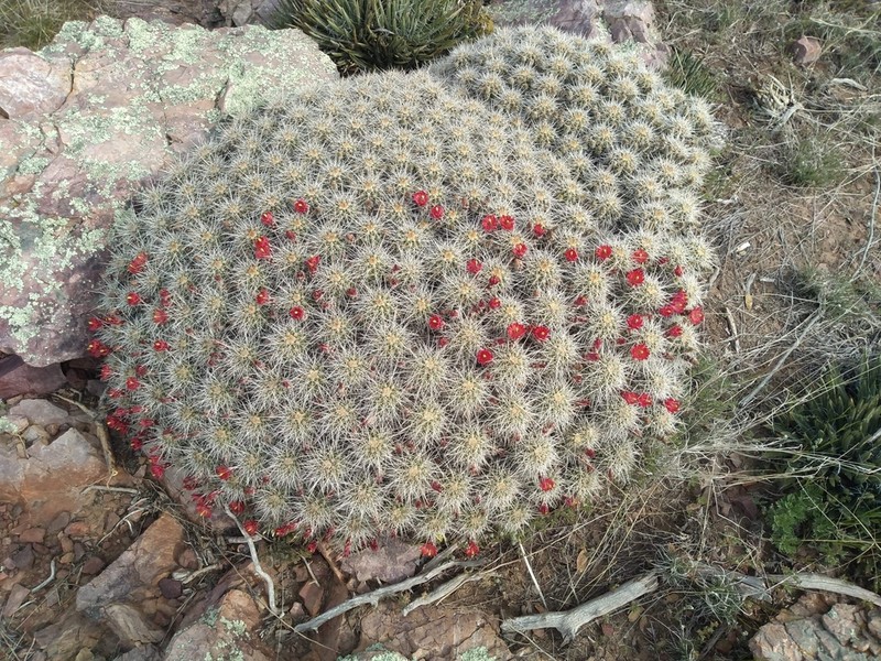 Echinocereus yavapaiensis photo 2