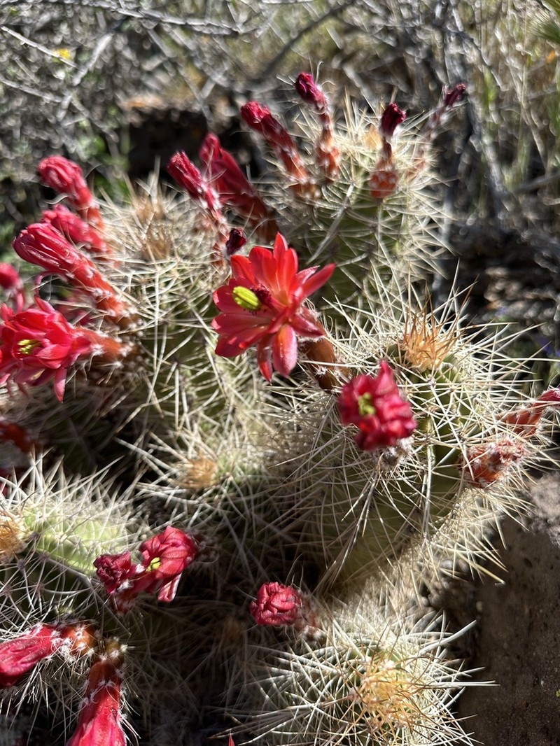 Echinocereus yavapaiensis photo 3