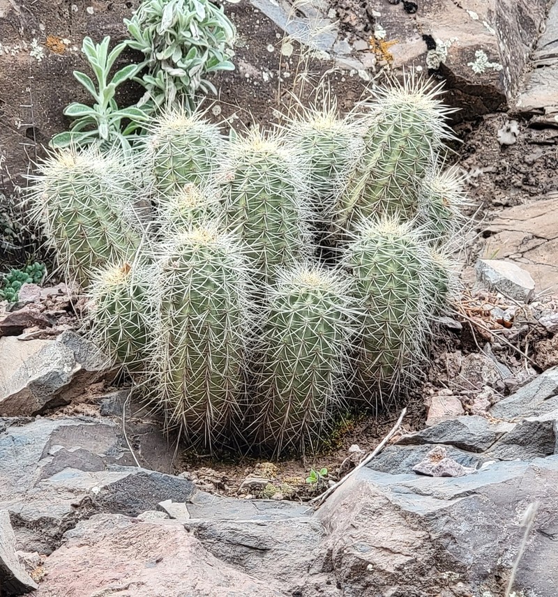 Echinocereus yavapaiensis photo 4
