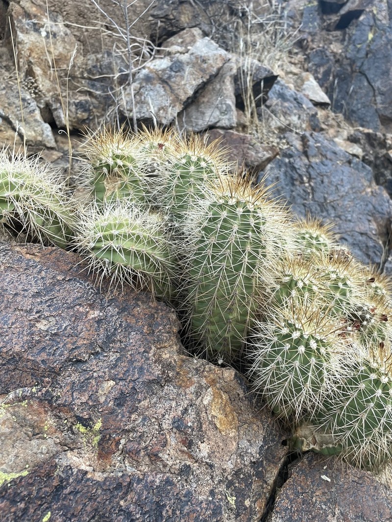 Echinocereus yavapaiensis photo 5
