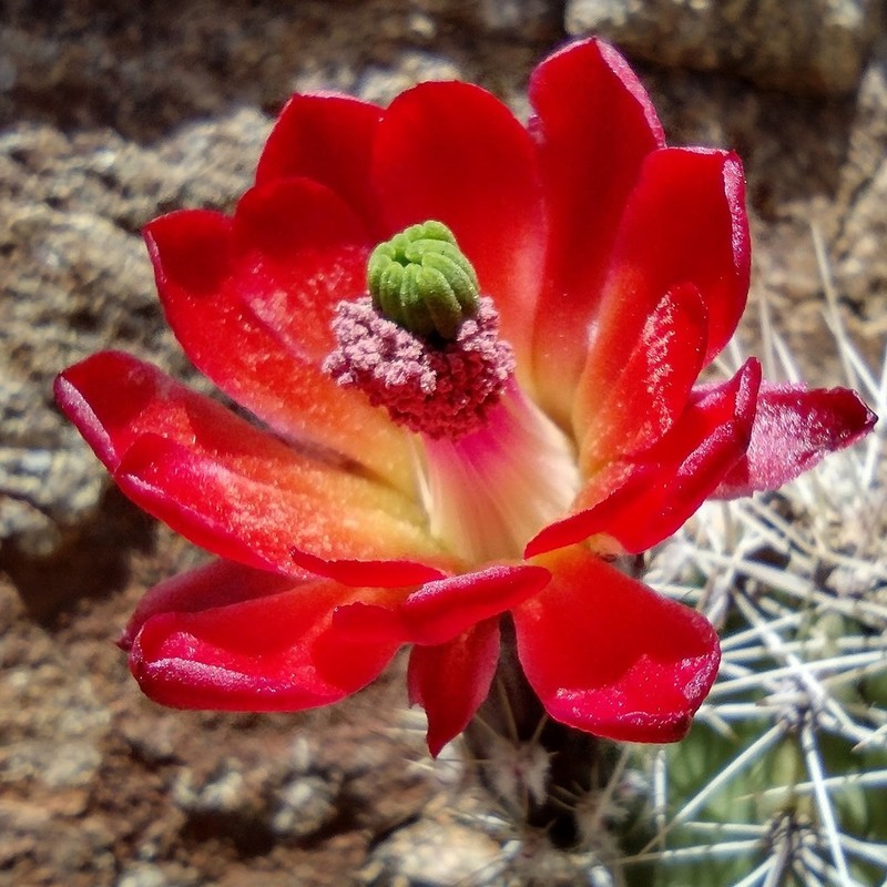 Echinocereus yavapaiensis photo 6