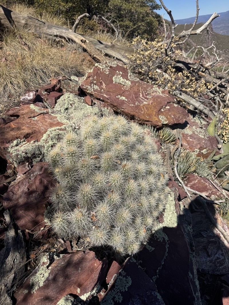 Echinocereus yavapaiensis photo 7
