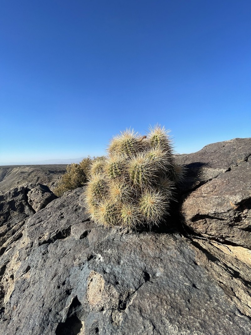 Echinocereus yavapaiensis photo 8
