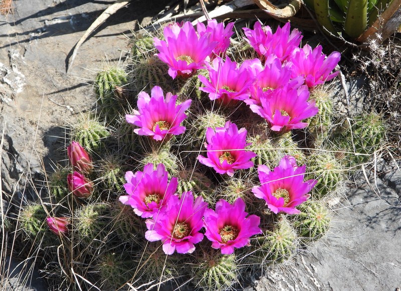 Echinocereus zapalinamensis