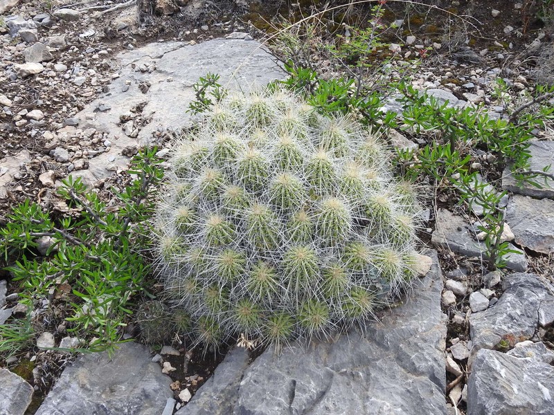 Echinocereus zapalinamensis photo 2
